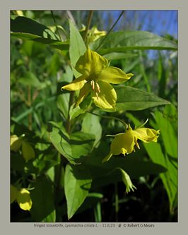 fringed loosestrife, Lysimachia ciliata L #1