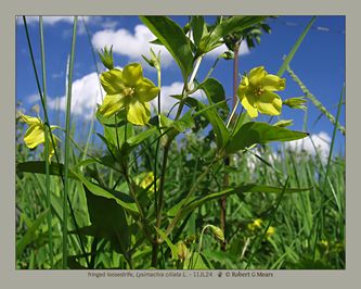 fringed loosestrife, Lysimachia ciliata L #2