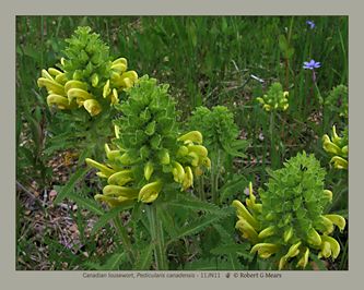 Canadian lousewort, Pedicularis canadensis
