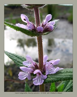 marsh hedgenettle, Stachys palustris #5