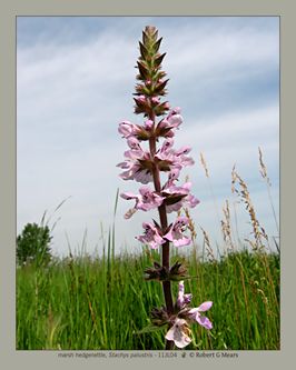 marsh hedgenettle, Stachys palustris #1