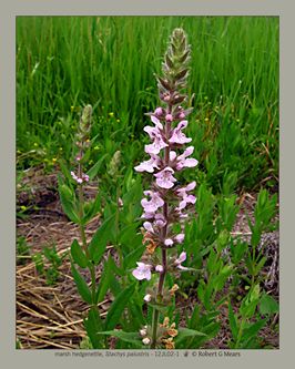 marsh hedgenettle, Stachys palustris #2