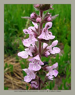 marsh hedgenettle, Stachys palustris #3
