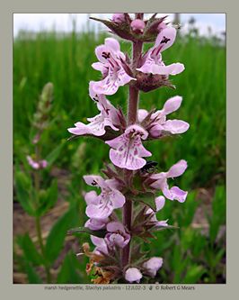 marsh hedgenettle, Stachys palustris #4