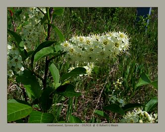 meadowsweet, Spiraea alba