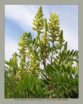 Canada milkvetch, Astragalus canadensis #2