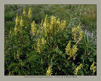 Canada milkvetch, Astragalus canadensis #3