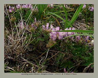 ascending purple milkvetch, Astragalus striatus #1