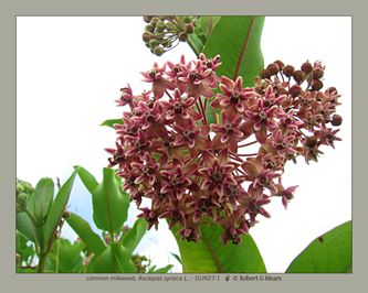 common milkweed, Asclepias syriaca L #4