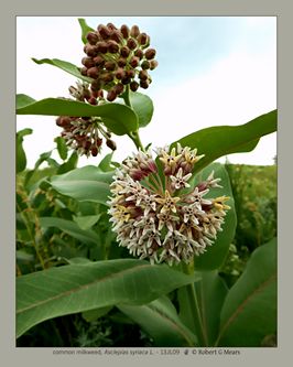 common milkweed, Asclepias syriaca L #3