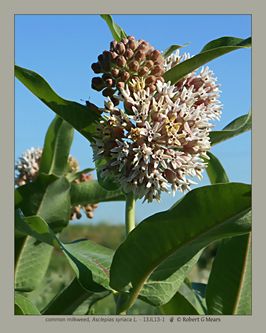 common milkweed, Asclepias syriaca L #2