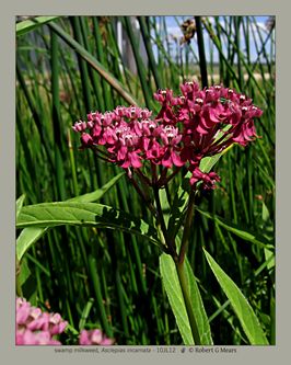 swamp milkweed, Asclepias incarnata #1