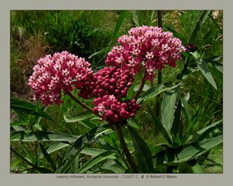 swamp milkweed, Asclepias incarnata #2