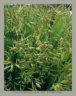 plains muhly, Muhlenbergia cuspidata #3