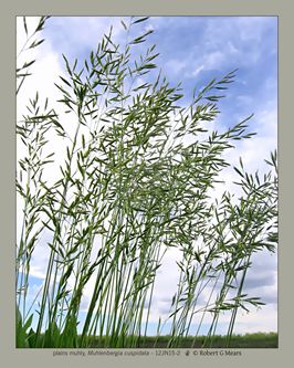 plains muhly, Muhlenbergia cuspidata #2
