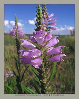 obedient plant, Physostegia virginiana
