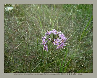 autumn onion, Allium stellatum; scratch grass, Muhlenbergia asperifolia #1