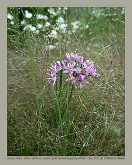 autumn onion, Allium stellatum; scratch grass, Muhlenbergia asperifolia #2