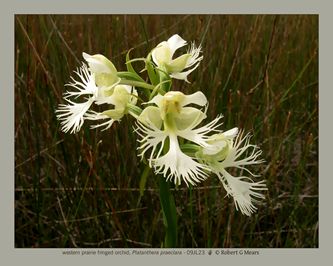 western prairie fringed orchid, Platanthera praeclara #3