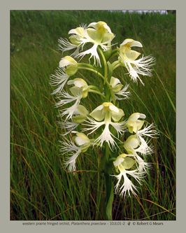 western prairie fringed orchid, Platanthera praeclara #2