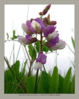veiny pea, Lathyrus venosus #3