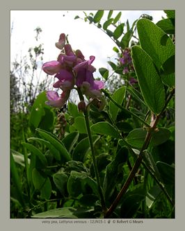 veiny pea, Lathyrus venosus #1