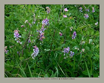 veiny pea, Lathyrus venosus #2