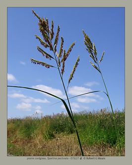 prairie cordgrass, Spartina pectinata #3