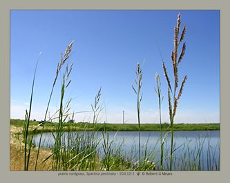 prairie cordgrass, Spartina pectinata #1