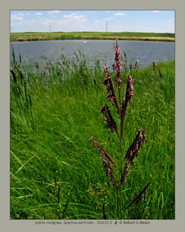prairie cordgrass, Spartina pectinata #2