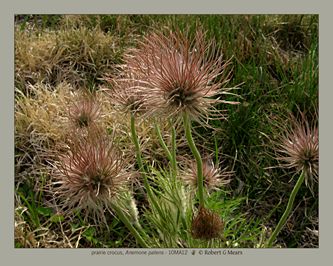 prairie crocus, Anemone patens