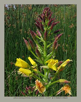 yellow evening primrose, Oenothera biennis