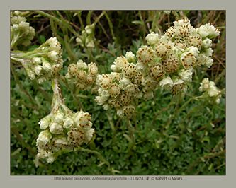 little leaved pussytoes, Antennaria parvifolia #2