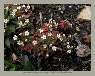pygmyflower, Androsace septentrionalis
