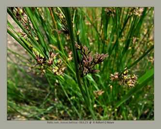 Baltic rush, Juncus balticus #4