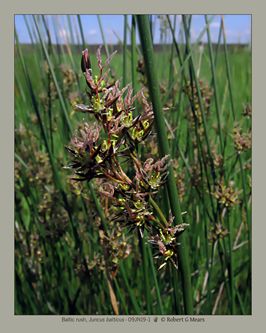 Baltic rush, Juncus balticus #1