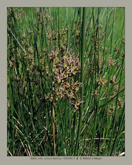 Baltic rush, Juncus balticus #2