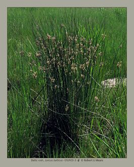 Baltic rush, Juncus balticus #3