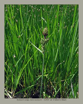 Buxbaum's sedge, Carex buxbaumii