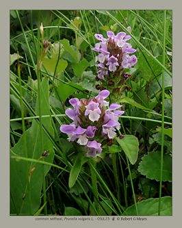 common selfheal, Prunella vulgaris L