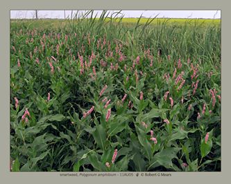 smartweed, Polygonum amphibium #1