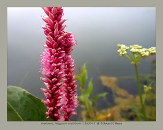 smartweed, Polygonum amphibium #3