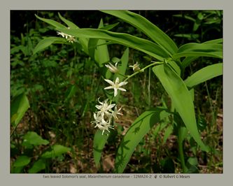 two leaved Solomon's seal, Maianthemum canadense #2