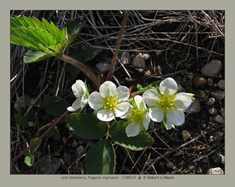 wild strawberry, Fragaria virginiana