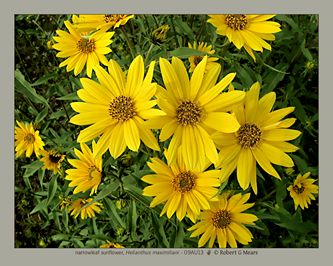 narrowleaf sunflower, Helianthus maximiliani #1