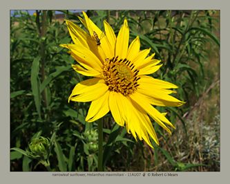 narrowleaf sunflower, Helianthus maximiliani #2