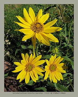narrowleaf sunflower, Helianthus maximiliani #3