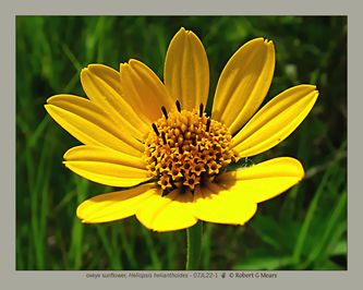 oxeye sunflower, Heliopsis helianthoides #3