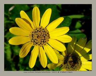 oxeye sunflower, Heliopsis helianthoides #2