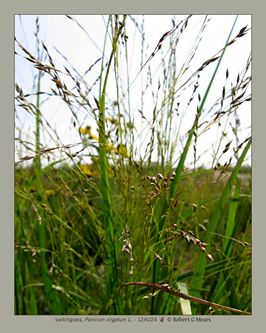 switchgrass, Panicum virgatum L